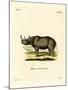 Black Rhinoceros-null-Mounted Giclee Print