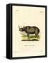 Black Rhinoceros-null-Framed Stretched Canvas