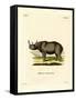 Black Rhinoceros-null-Framed Stretched Canvas