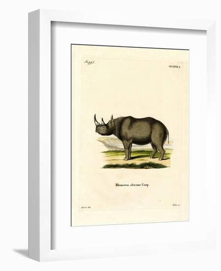 Black Rhinoceros-null-Framed Giclee Print