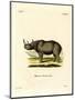 Black Rhinoceros-null-Mounted Giclee Print