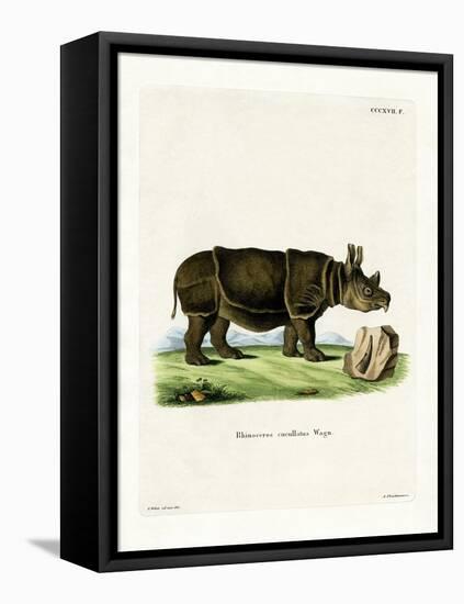 Black Rhinoceros-null-Framed Stretched Canvas