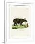 Black Rhinoceros-null-Framed Giclee Print