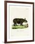 Black Rhinoceros-null-Framed Giclee Print