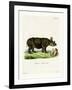 Black Rhinoceros-null-Framed Giclee Print