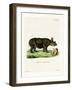 Black Rhinoceros-null-Framed Giclee Print