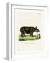 Black Rhinoceros-null-Framed Giclee Print