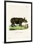 Black Rhinoceros-null-Framed Giclee Print