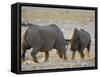 Black Rhinoceroses, Female Rejecting Amorous Male's Advances, Etosha National Park, Namibia-Tony Heald-Framed Stretched Canvas