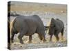 Black Rhinoceroses, Female Rejecting Amorous Male's Advances, Etosha National Park, Namibia-Tony Heald-Stretched Canvas