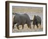 Black Rhinoceroses, Female Rejecting Amorous Male's Advances, Etosha National Park, Namibia-Tony Heald-Framed Photographic Print