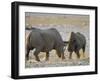 Black Rhinoceroses, Female Rejecting Amorous Male's Advances, Etosha National Park, Namibia-Tony Heald-Framed Photographic Print