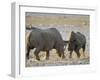 Black Rhinoceroses, Female Rejecting Amorous Male's Advances, Etosha National Park, Namibia-Tony Heald-Framed Photographic Print
