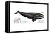 Black Right Whale or Northern Right Whale (Eubalaena Glacialis), Mammals-Encyclopaedia Britannica-Framed Stretched Canvas