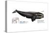 Black Right Whale or Northern Right Whale (Eubalaena Glacialis), Mammals-Encyclopaedia Britannica-Stretched Canvas