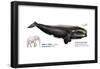 Black Right Whale or Northern Right Whale (Eubalaena Glacialis), Mammals-Encyclopaedia Britannica-Framed Poster