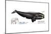 Black Right Whale or Northern Right Whale (Eubalaena Glacialis), Mammals-Encyclopaedia Britannica-Mounted Poster