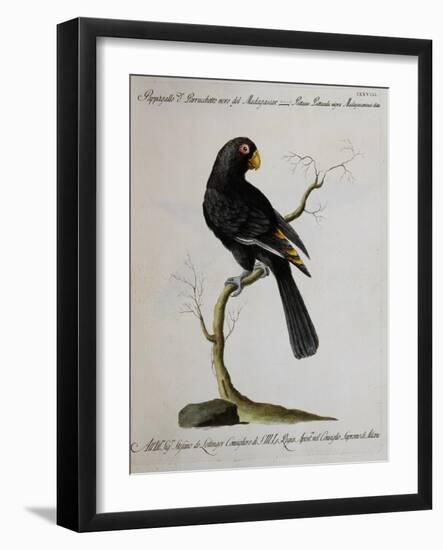 Black Ring-Necked Parakeet or Parrot from Madagascar (Psittacus Psittacula Nigra Madagascariensis)-null-Framed Giclee Print