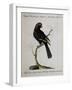 Black Ring-Necked Parakeet or Parrot from Madagascar (Psittacus Psittacula Nigra Madagascariensis)-null-Framed Giclee Print