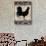 Black Rooster 1-Diane Stimson-Stretched Canvas displayed on a wall