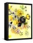 Black Rose Yellow Ground-Lauren Wan-Framed Stretched Canvas