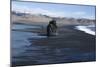 Black Sand at Dyrholaey Seashore, South Iceland-Natalie Tepper-Mounted Photo