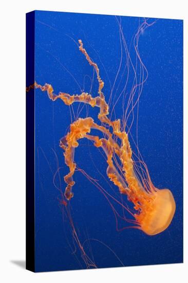 Black Sea Nettle-Hal Beral-Stretched Canvas