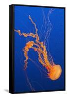 Black Sea Nettle-Hal Beral-Framed Stretched Canvas