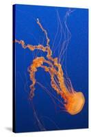 Black Sea Nettle-Hal Beral-Stretched Canvas