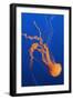 Black Sea Nettle-Hal Beral-Framed Premium Photographic Print