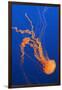 Black Sea Nettle-Hal Beral-Framed Premium Photographic Print