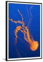 Black Sea Nettle-Hal Beral-Framed Premium Photographic Print