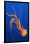 Black Sea Nettle-Hal Beral-Framed Premium Photographic Print