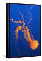 Black Sea Nettle-Hal Beral-Framed Stretched Canvas