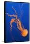 Black Sea Nettle-Hal Beral-Framed Stretched Canvas