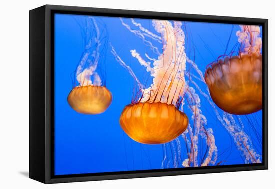 Black Sea Nettle-Wolterk-Framed Stretched Canvas