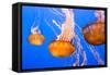 Black Sea Nettle-Wolterk-Framed Stretched Canvas
