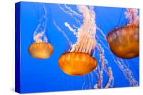 Black Sea Nettle-Wolterk-Stretched Canvas