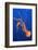 Black Sea Nettle-Hal Beral-Framed Photographic Print