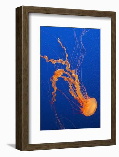 Black Sea Nettle-Hal Beral-Framed Photographic Print