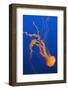 Black Sea Nettle-Hal Beral-Framed Photographic Print