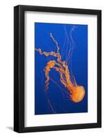 Black Sea Nettle-Hal Beral-Framed Photographic Print