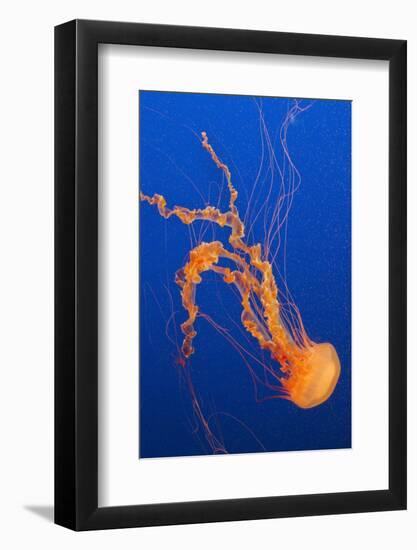 Black Sea Nettle-Hal Beral-Framed Photographic Print