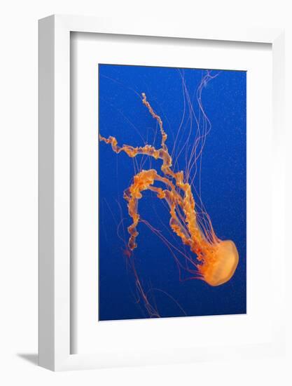 Black Sea Nettle-Hal Beral-Framed Photographic Print