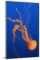 Black Sea Nettle-Hal Beral-Mounted Photographic Print