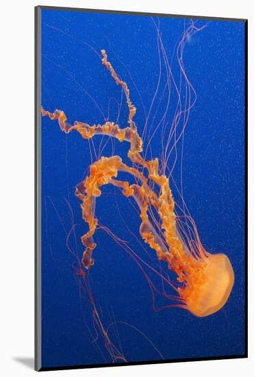 Black Sea Nettle-Hal Beral-Mounted Photographic Print