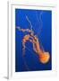 Black Sea Nettle-Hal Beral-Framed Photographic Print