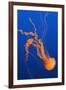 Black Sea Nettle-Hal Beral-Framed Photographic Print