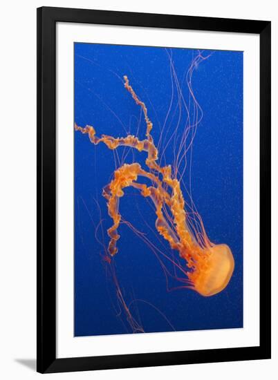 Black Sea Nettle-Hal Beral-Framed Photographic Print