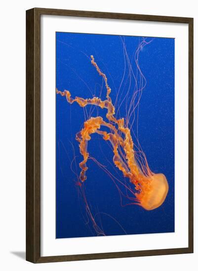 Black Sea Nettle-Hal Beral-Framed Photographic Print